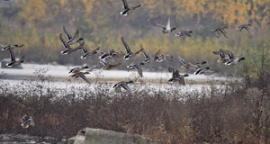 Ambiente scrivia 2017
