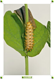 584b2a43-a680-4830-aef4-7857384cf538