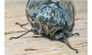 cicada%20orni1.jpeg