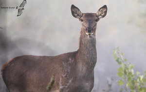 Ambiente Scrivia 2020