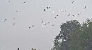 Ambiente Scrivia 2021