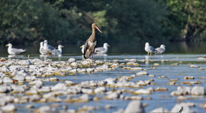 Ambiente Scrivia 13-06-2021