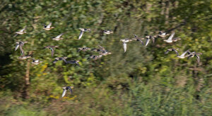 Ambiente Scrivia 2023