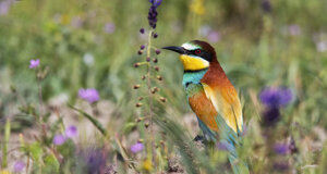 Ambiente scrivia 2018