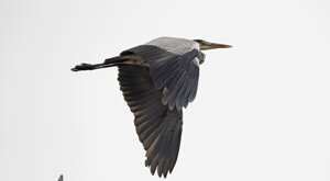 Ambiente Scrivia 2021