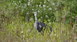 Ambiente Scrivia 2023