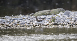 Ambiente scrivia 2017