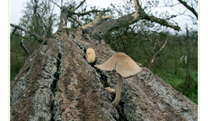 Ambiente Scrivia 2023