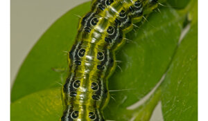 polydrusus%20formosus.jpeg polydrusus%20formosus.jpeg