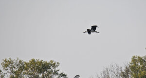 Ambiente Scrivia 2018