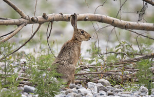 Ambiente Scrivia 2020