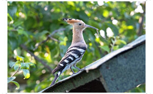 Ambiente scrivia 2025