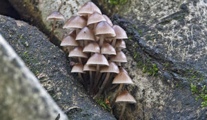 Ambiente Scrivia 2021