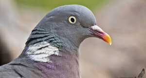 Colombaccio - Columba palumbus