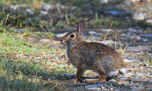 Ambiente Scrivia 2019