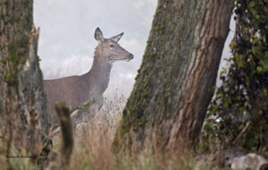 Ambiente Scrivia 2020