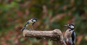 Capanno fotografico - Piemonte