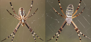Argipoe bruennichi