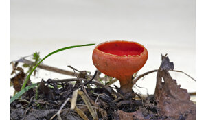 19346d17-7414-4f61-94b6-57c2bb425700