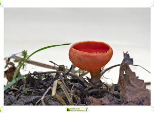 tremella%20mesenterica.jpeg tremella%20mesenterica.jpeg