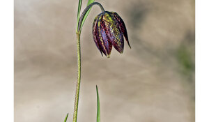 fritillaria%20montana%205.jpeg