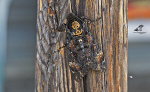 Ambiente Scrivia 2019