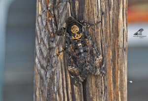 Ambiente Scrivia 2019