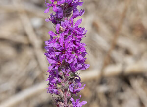 Salcerella - Lithrum salicaria