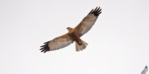 Falco di palude - Circus aeruginosus