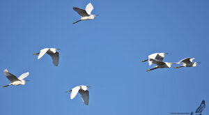 Ambiente Scrivia 2020