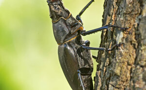 Ambiente Scrivia 2021