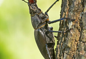 Ambiente Scrivia 2021