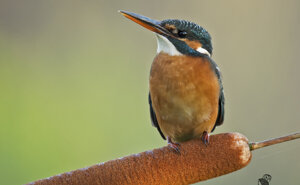 Ambiente scrivia 2017