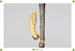 ac6d3374-62bc-4179-80b4-69be26087fd4