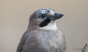Ghiandaia - garrulus glandarius