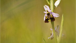 Parco Antola - Liguria