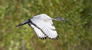 Ambiente Scrivia 2023