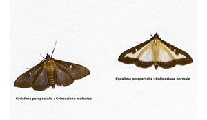 larva%20harmonia%20sp..jpeg larva%20harmonia%20sp..jpeg