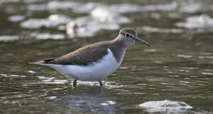 Ambiente scrivia 2017