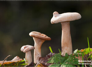 Busalla (GE) Liguria