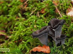 Lago del Brugeto (GE) Liguria