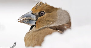 Frosone - Cocchotraustes cocchotraustes