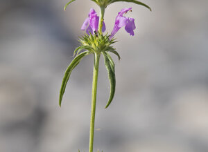 Ambiente Scrivia 2021