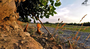 Ambiente scrivia 2019