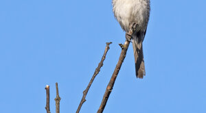 Ambiente Scrivia 2021