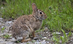 Ambiente scrivia 2019
