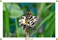 09-asciuga ali veloce 7.jpeg 09-asciuga ali veloce 7.jpeg