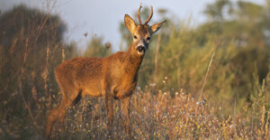 8dffb47c-1115-4cb3-ab47-1e999bf43ed0