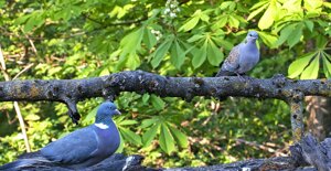 Capanno fotografico - Piemonte