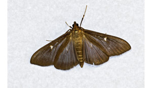 cydalima%20perspectalis%20normale.jpeg cydalima%20perspectalis%20normale.jpeg